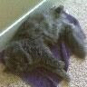 Meet your Posher, Nicholas